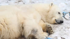 Серьезно раненого белого медведя спасают в Красноярском крае