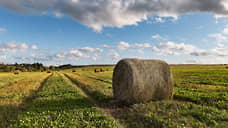 Засуха уничтожила до четверти посевов кормовых культур в Туве