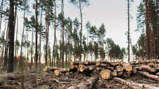 В Сибири с начала года незаконно вырубили 208 га леса