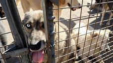 Разрешающий эвтаназию собак в Алтайском крае законопроект могут скорректировать