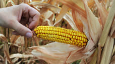 На Алтае выявили 1000 тонн «светящейся» кукурузы