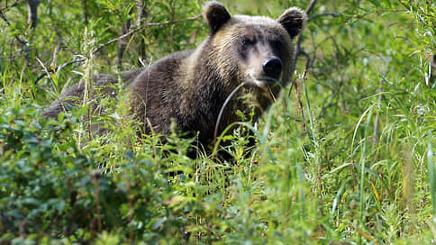 Из-за медведей закрыты четыре турмаршрута в нацпарке рядом с Байкалом