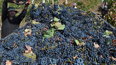 Россельхознадзор запретил ввоз в Новосибирск 142 тонн винограда из Узбекистана