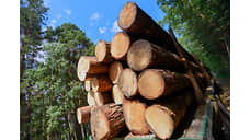 В Новосибирской области «черных» лесорубов приговорили к принудительным работам