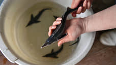 В Красноярском крае возбуждено дело о незаконном вылове стерляди и осетра