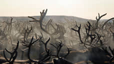 Рога благородного оленя обнаружили таможенники в багаже пассажира в Толмачево