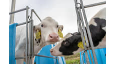 Производство молока в Кузбассе увеличится на 3,4% по итогам 2025 года