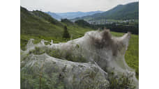 Республика Алтай потратит 57 млн рублей на борьбу с шелкопрядом