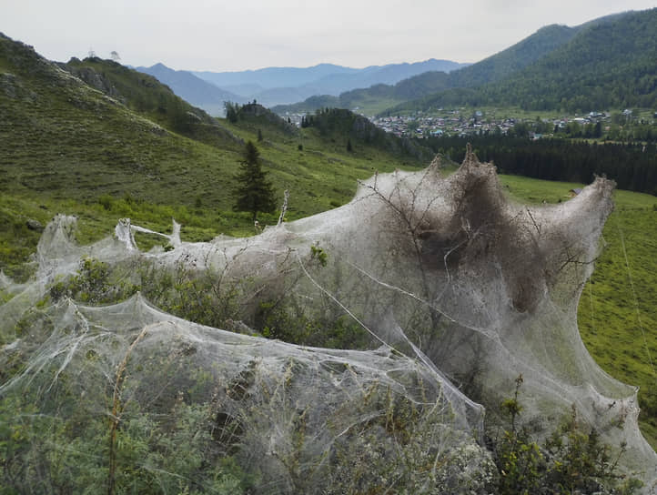 Нашествие непарного шелкопряда в окрестностях Онгудая, Республика Алтай