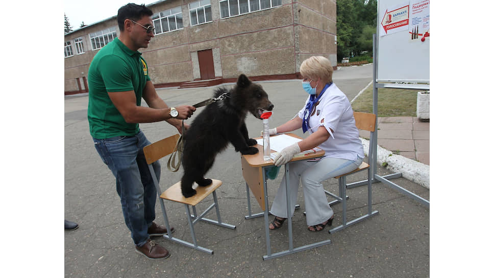 Голосование проходило в течение всей последней недели. В Барнауле директор зоопарка Сергей Писарев взял с собой на участок медвежонка по имени Глаша, чтобы привлечь внимание к голосованию