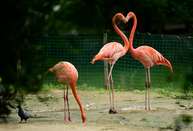 Красные (карибские) фламинго живут в Новосибирском зоопарке на берегу Лебединого озера уже более двух лет