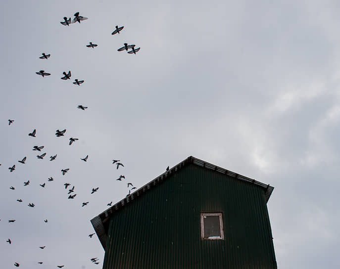 Стая голубей над зернохранилищем в селе Алексеевское Новосибирской области