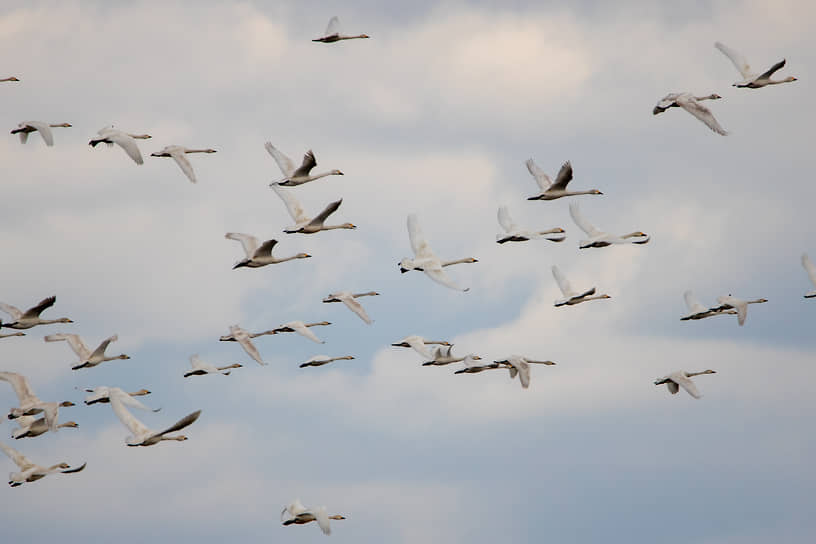 Лебеди на озере Улуг-Коль в Хакасии