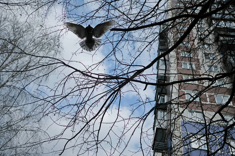 Голубь летит на фоне многоэтажного здания в Новокузнецке
