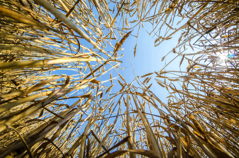 В июле министр сельского хозяйства и продовольствия Омской области Николай Дрофа сообщил, что Омская область рассчитывает получить урожай меньше запланированного примерно с половины посевных площадей из-за засухи