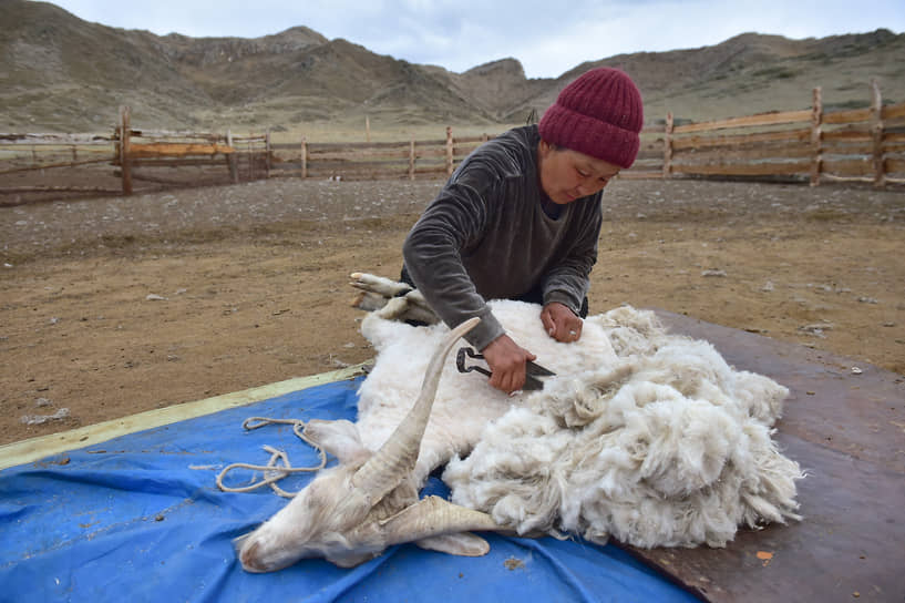 Тувинцы разводят овец, лошадей, коров и коз &lt;br> На фото: повседневная жизнь кочевников-пастухов (чабанов) Барун-Хемчикского кожууна (района) Республики Тыва. Чабан во время стрижки овец