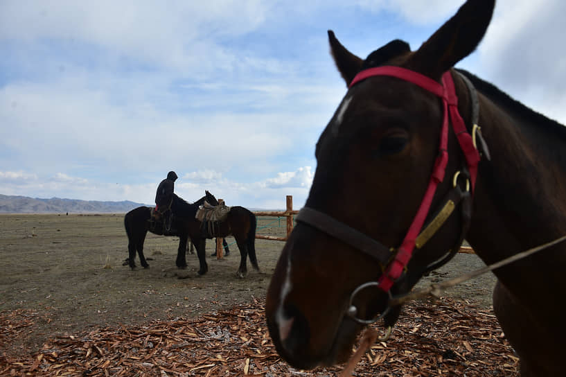 Лошади чистокровной тувинской породы составляют почти 95% всего табуна республики