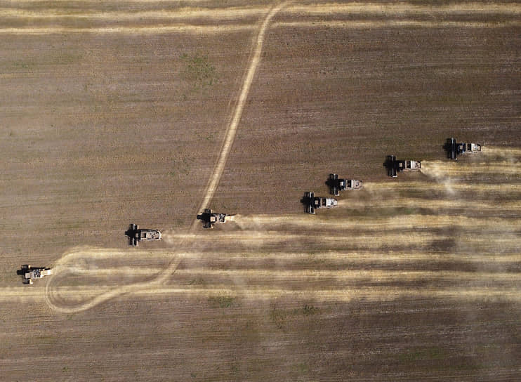 Уборка пшеницы комбайнами на поле в Новосибирской области