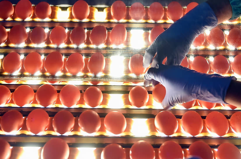 Работа птицефабрики «Чикская» в селе Прокудском Новосибирской области. Участок контроля качества яиц