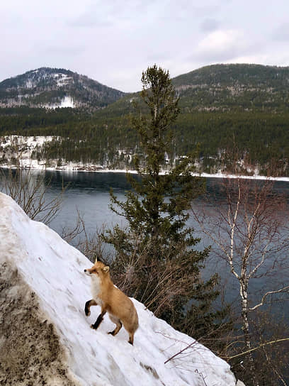 Дикая лиса на склоне горы близ деревни Овсянка Красноярского края на фоне гор и реки Енисей