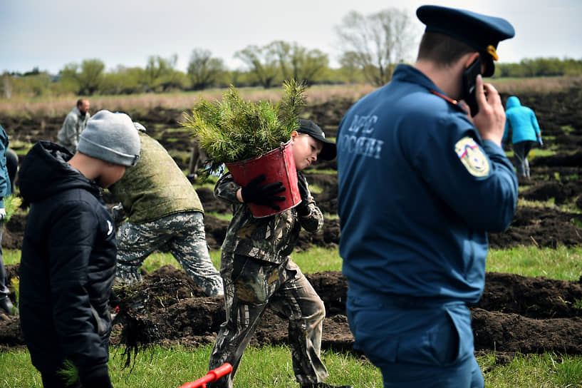 Волонтеры и специалисты высадили 12 тысяч саженцев сосны обыкновенной на берегу реки Карасук в Краснозерском районе Новосибирской области