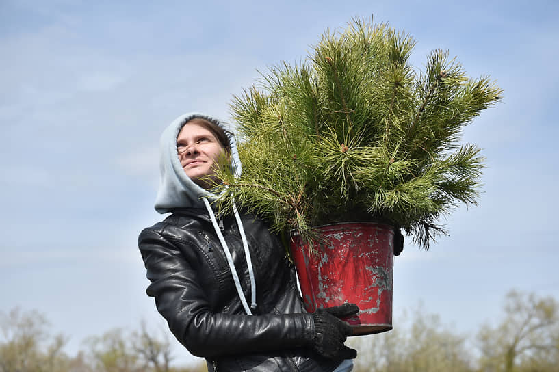 7 мая в Краснозерском районе Новосибирской области высадили более 12000 сосен