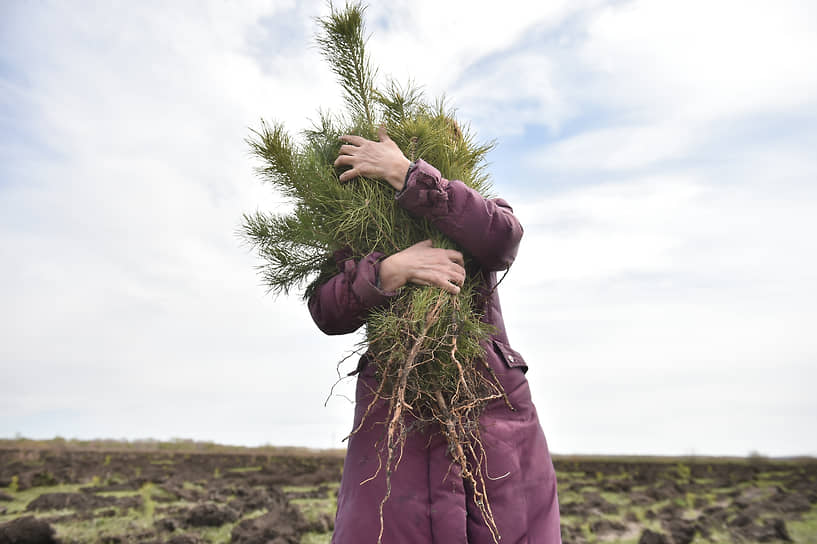 Экологическая акция по высадке деревьев «Посади лес» в поселке Краснозерское Новосибирской области. Экологи и волонтеры высадили 12 тысяч саженцев деревьев. Волонтер держит саженцы сосны обыкновенной