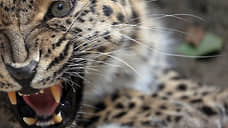 Август за горами