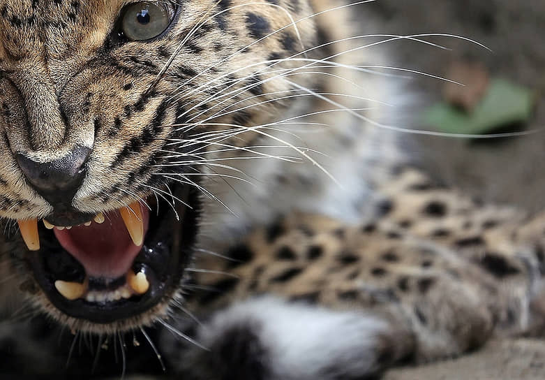 Дальневосточный леопард в Барнаульском зоопарке