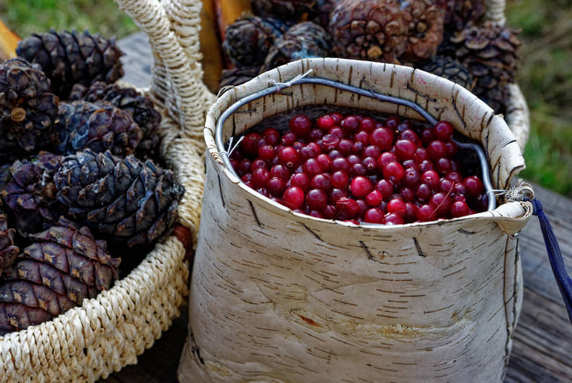 Шишки и клюква в корзинах после сбора, Томская область