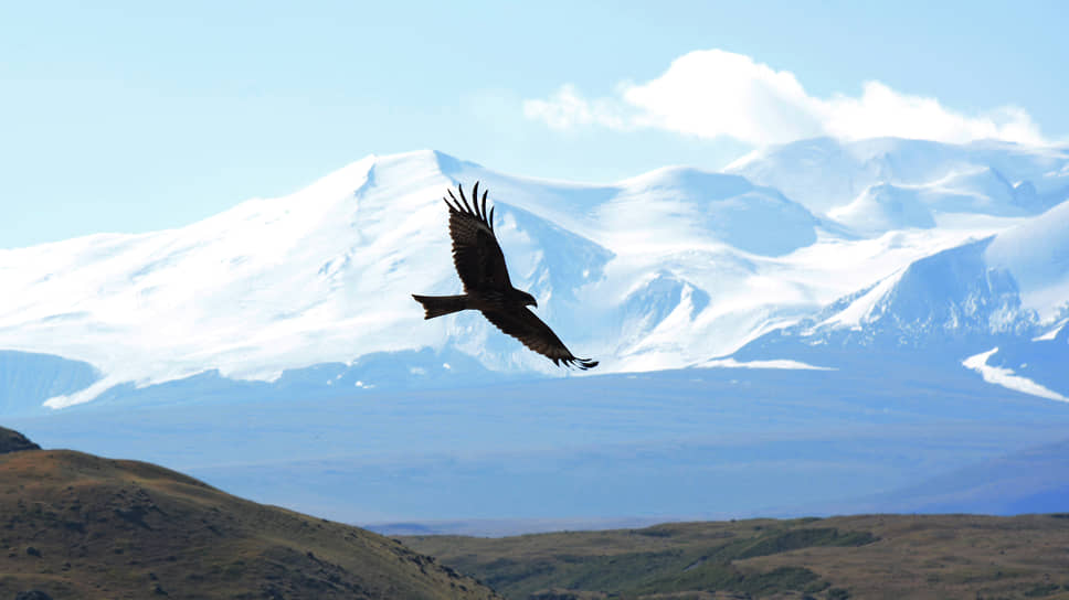 Коршун в небе на фоне горного массива Табын-Богдо-Ола на плато Укок, Республика Алтай. Высшая точка — гора Куйтэн-Уул, высота 4374 м. Массив расположен в месте схождения границ России, Монголии и Китая