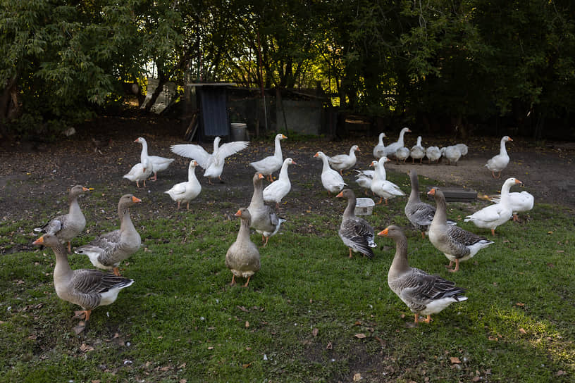 Гуси в деревне Новый Орел Кемеровской области