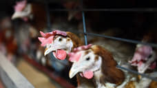 «Черкизово» запасает курочек