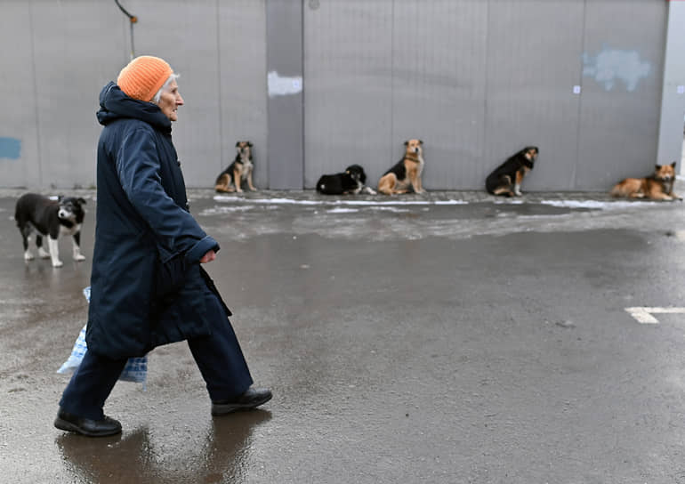 В главном управлении ветеринарии Омской области пришли к выводу, что увеличение числа бродячих собак ведет к росту социальной напряженности