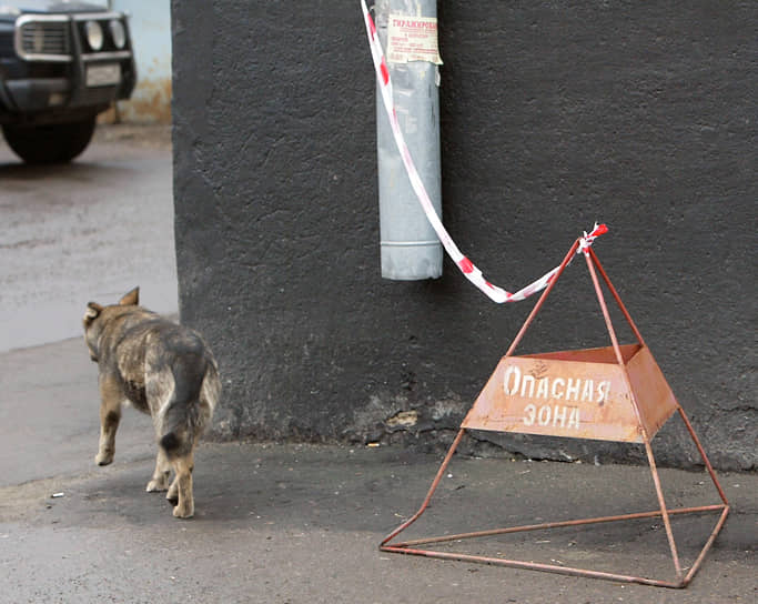 В этом году половина бездомных животных после стерилизации вернулась на улицы Новосибирска