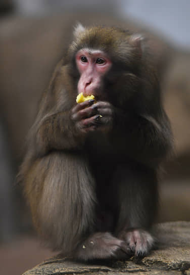 Японская макака в Новосибирском зоопарке имени Р. А. Шило
