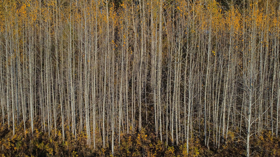 Заросли осинника в тайге, Енисейский район Красноярского края