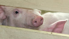 Поголовье свинокомплекса «Пермский» собираются продать за 468 млн руб.