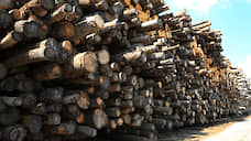 Пятеро жителей края обвиняются в незаконной вырубке леса на сумму 50 млн рублей