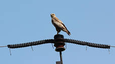 Глав четырех муниципалитетов обязали оборудовать линии электропередач защитой от гнездования птиц