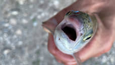 После гибели форели в Добрянке ликвидируется рыбоводное ООО