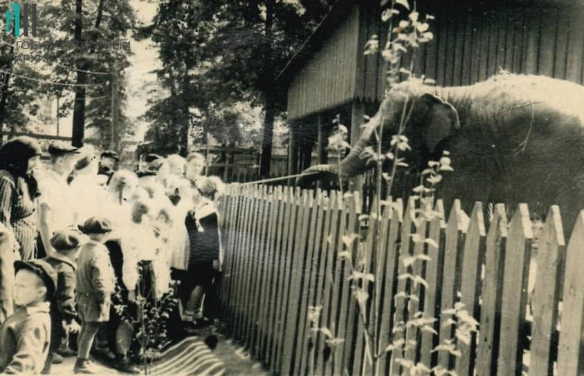 Первый слон — азиатская слониха Волна появилась в пермском зоопарке в 1948 году. Ее водили на прогулки по городу и предлагали жителям прокатиться верхом. Вторая слониха — Канди — жила в зоосаде в конце 1950-х — начале 1960-х годов. Третий слон — самец Джонни — прожил 45 лет и в 2011 году скончался от инфаркта. &lt;br>На фото: слониха Волна, 1950-е годы&lt;br>&lt;br>   
