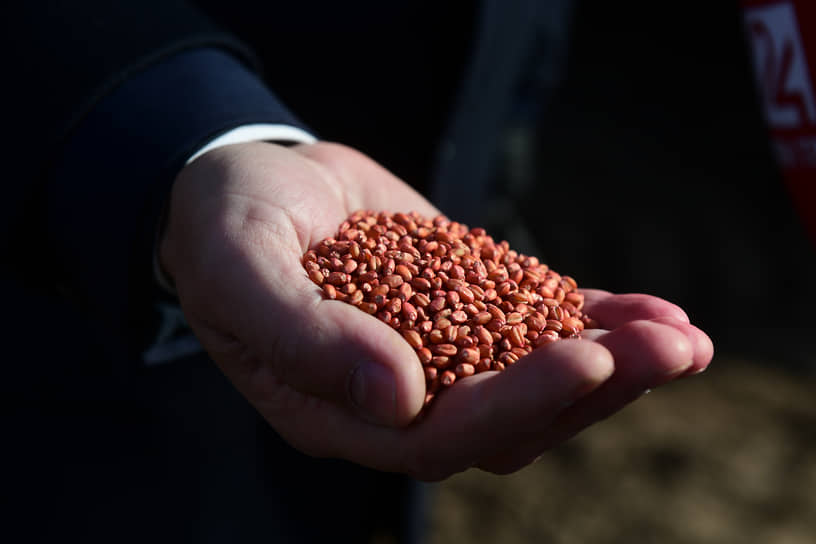 В ноябре Россельхознадзор полностью запретил ввоз в Россию семенного и посадочного материала из Нидерландов
