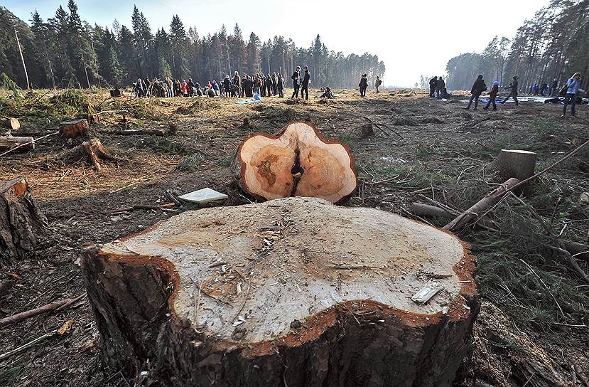 По словам экологов, в пределах полосы отвода газопровода шириной 85 м находится около пятидесяти мест произрастания растений из Красной книги