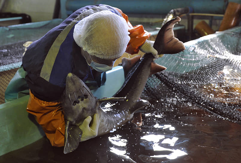 В «Морском базисе» считают, что установки закрытого выращивания — будущее рыбной отрасли