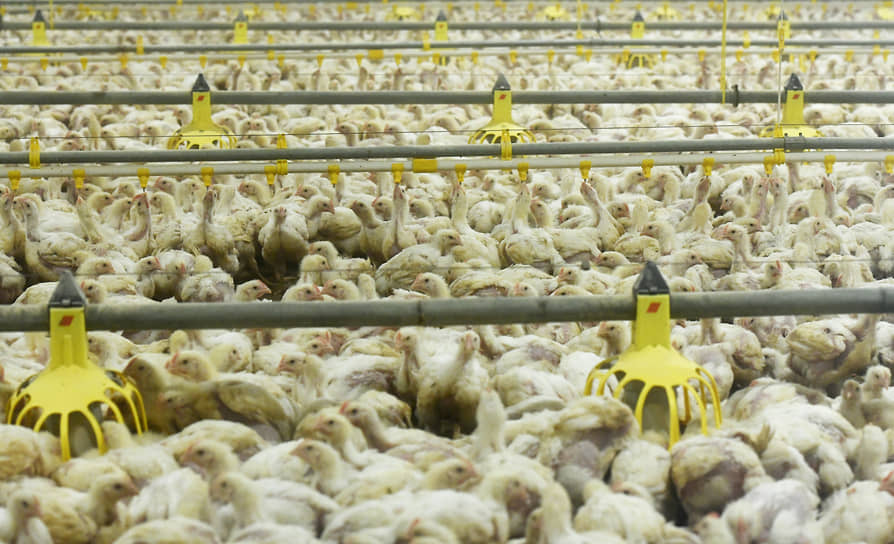 Таиландский международный агропромышленный холдинг Charoen Pokphand Foods (CPF) привез в Ленинградскую область из Германии 53 тысячи цыплят-бройлеров 