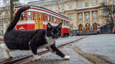 В Петербурге выделят почти 5 млн рублей субсидий приютам для животных
