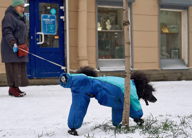 Первый снег в городе. Женщина прогуливается с собакой. 