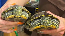 Петербуржцы подкидывают в «Ленинградский зоопарк» красноухих черепах