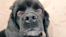 Петербургский парламент принял в третьем чтении закон о содержании собак